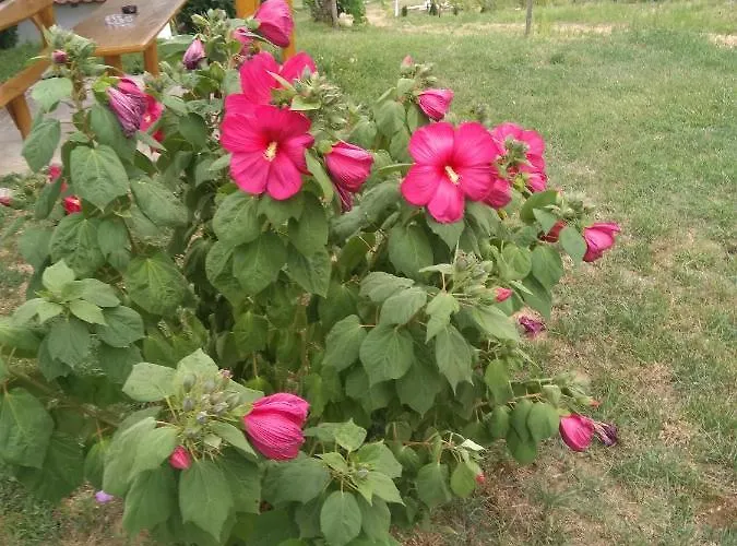 In 33661 Dom wakacyjny